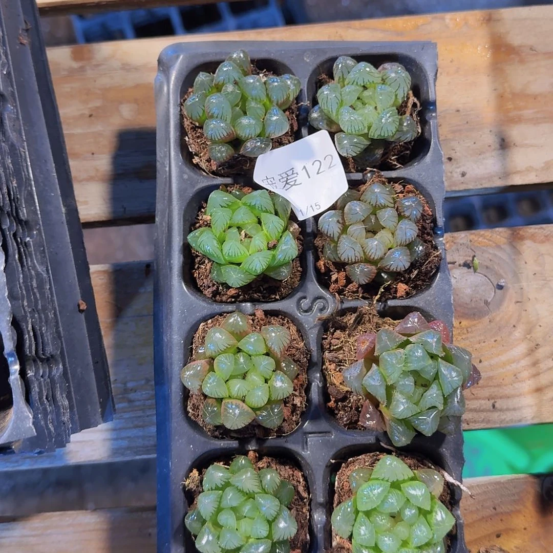 直播福利一物一拍122