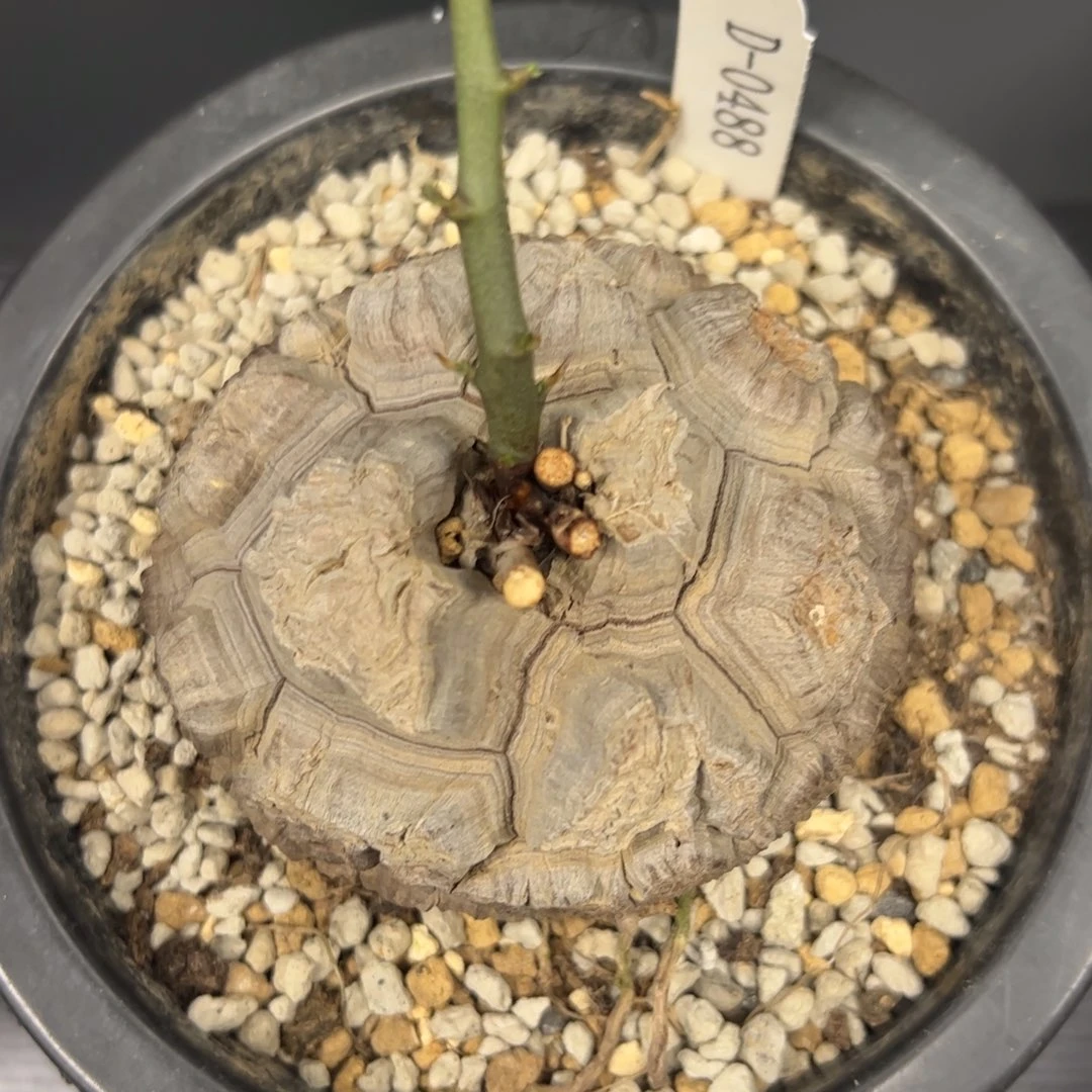 精品盆栽养定龟甲龙0488号