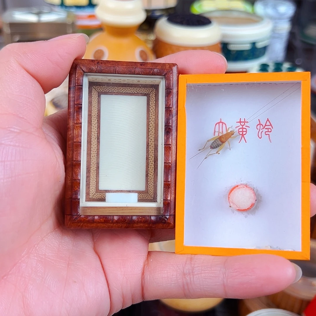 黄金樟黄蛉盒配烈焰仙子