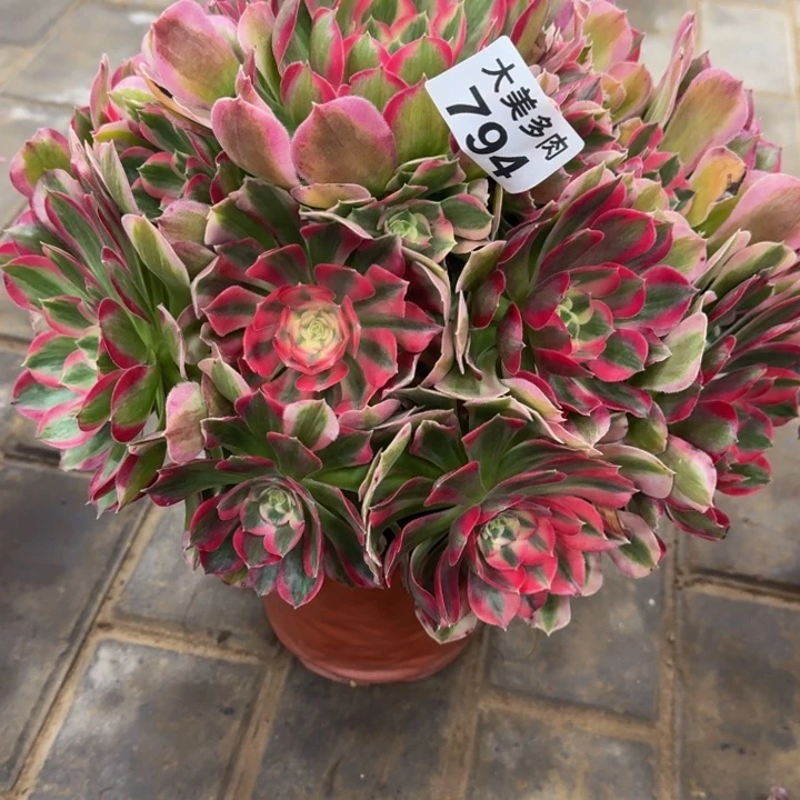 南*妖月794肉肉肉肉