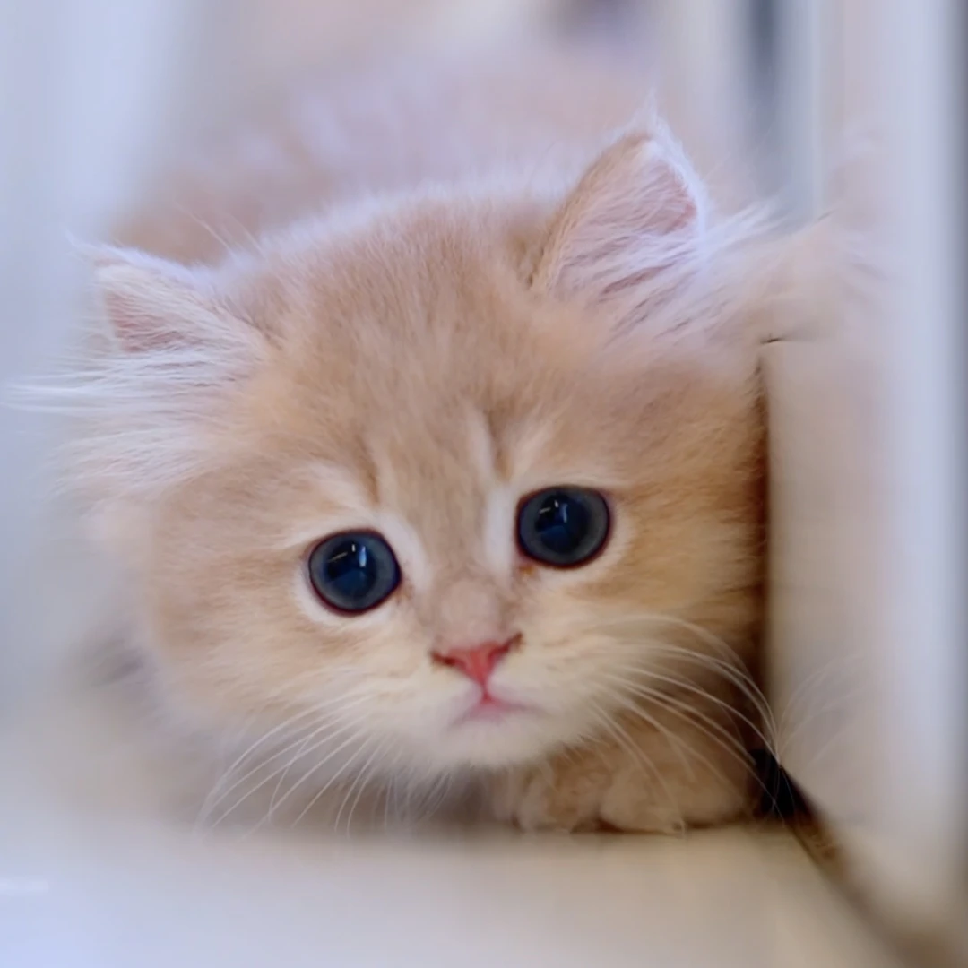 宠物金渐层蓝金渐层活体宠物猫包邮