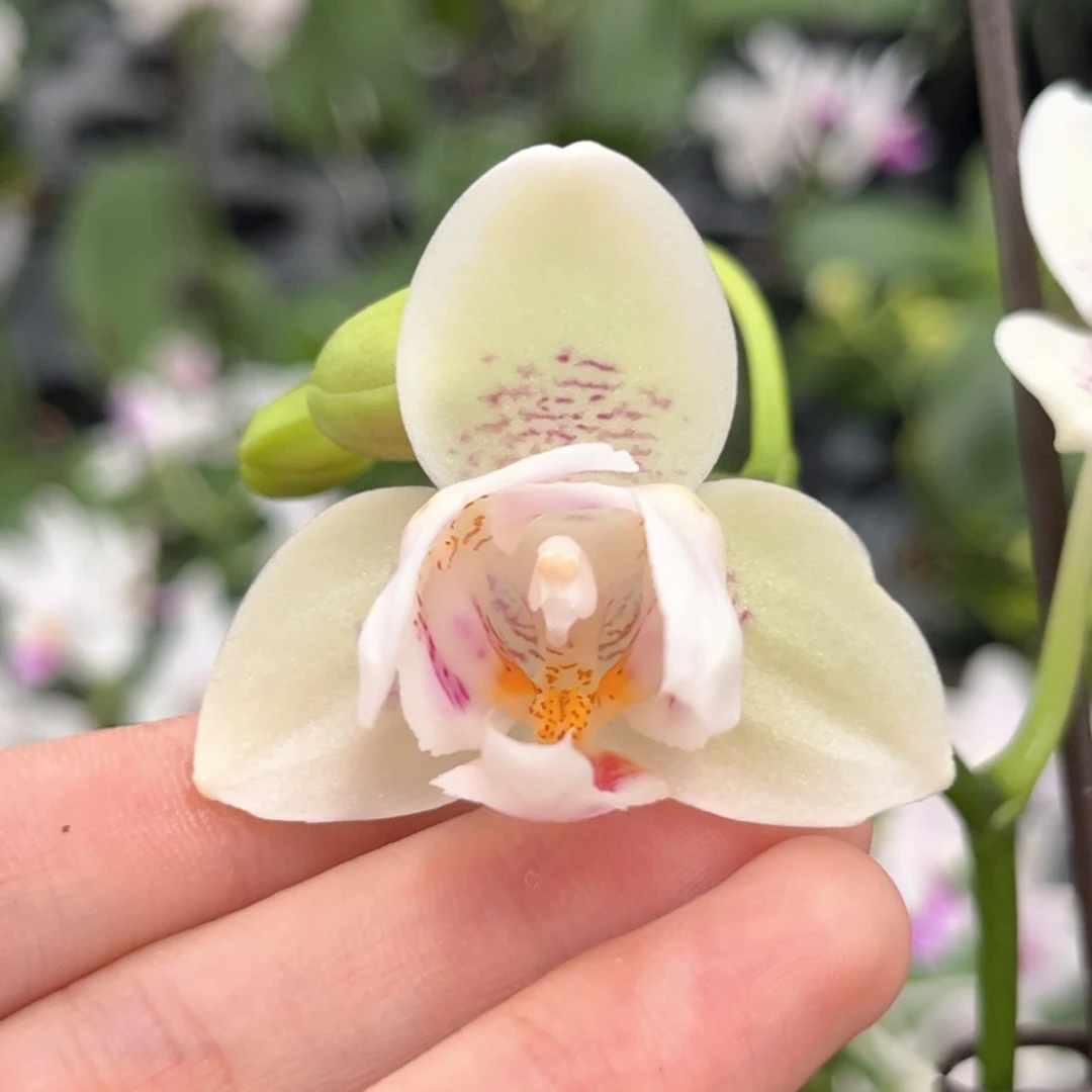 完全开放2.5寸幸运星开花株