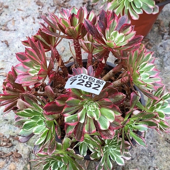 7282 一颗同花顺法师
