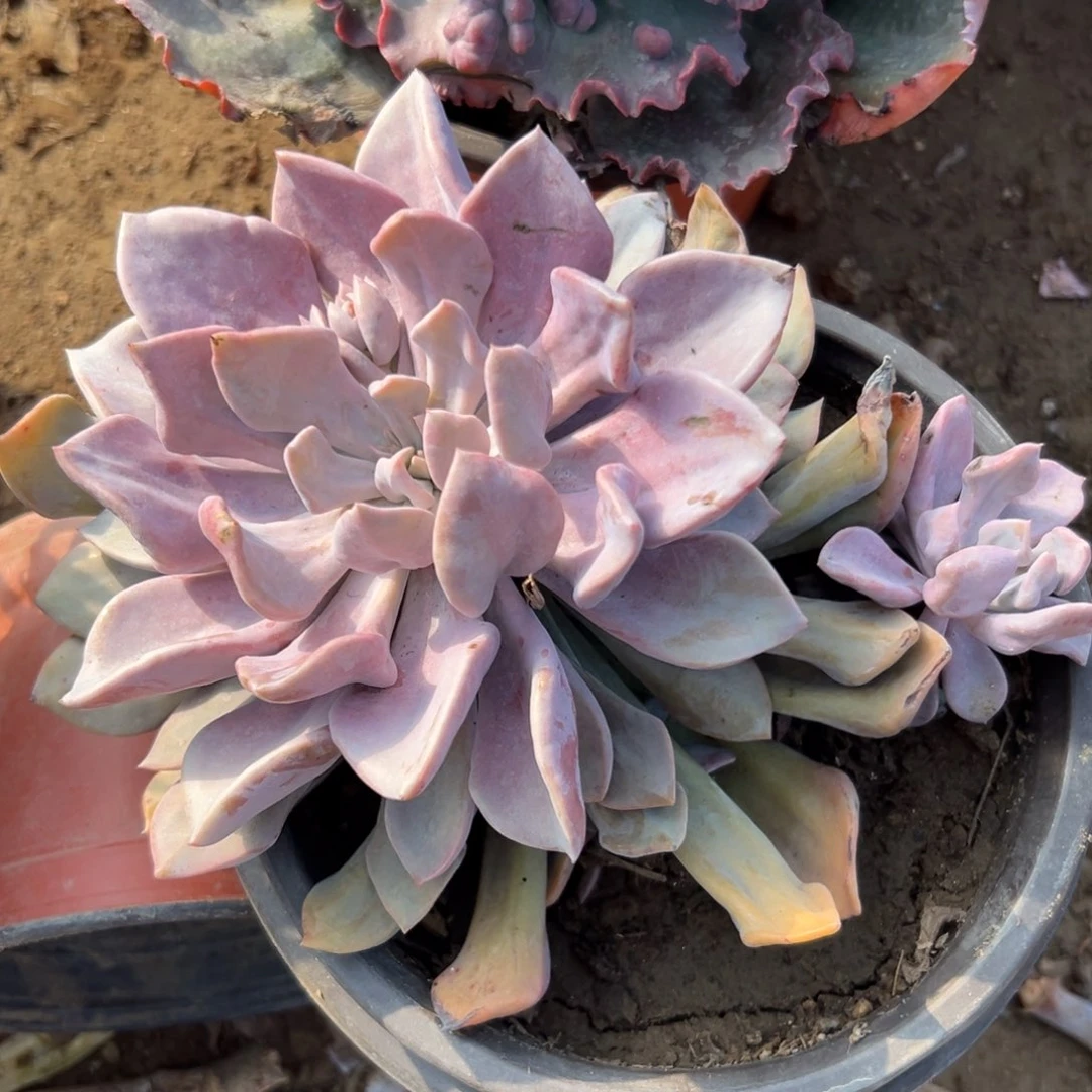 多肉植物丘比特之箭