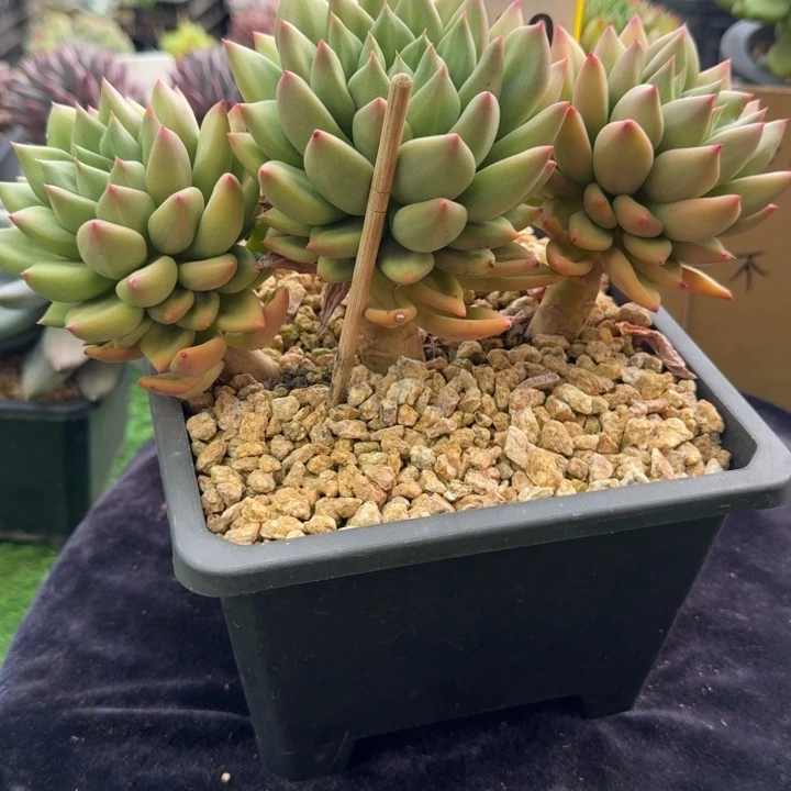 多肉植物米其林群880
