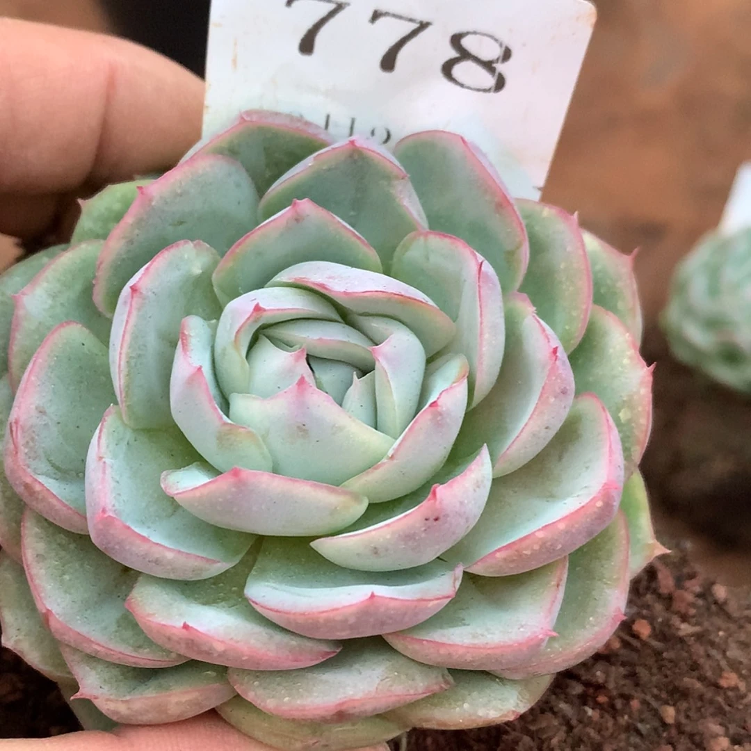 【闪购商品】云778号潘多拉