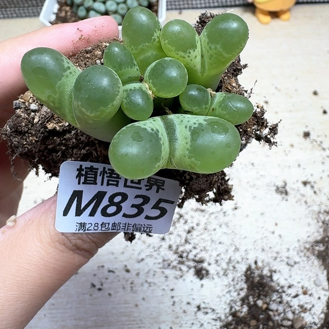 多肉植物的人生历程吃