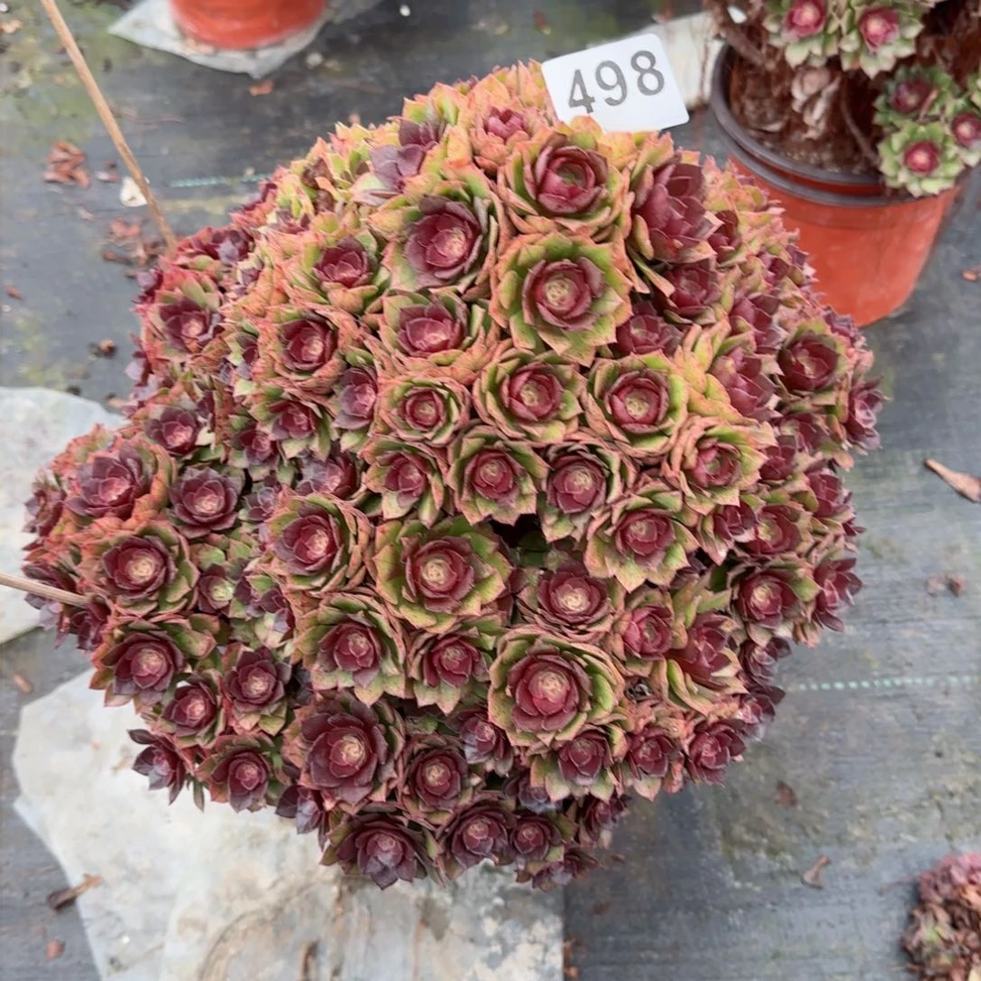 一*舟498多肉植物生长