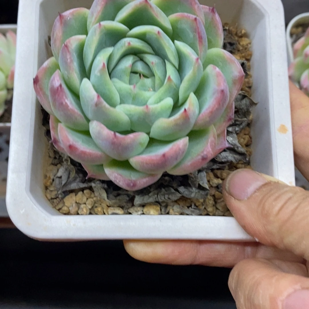 精品多肉一物拍不包整213