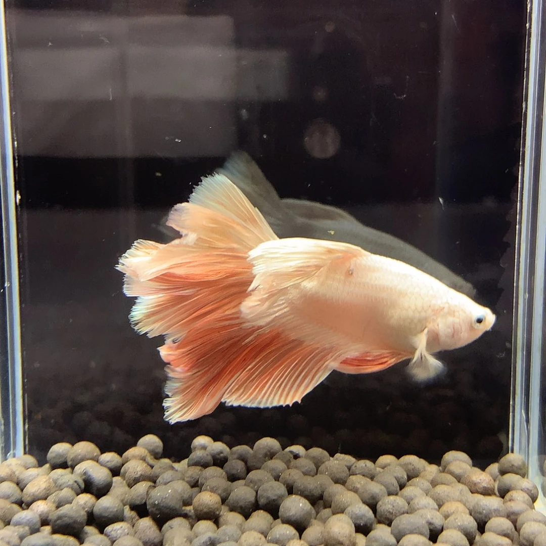 海水鱼七弟泰国斗鱼8