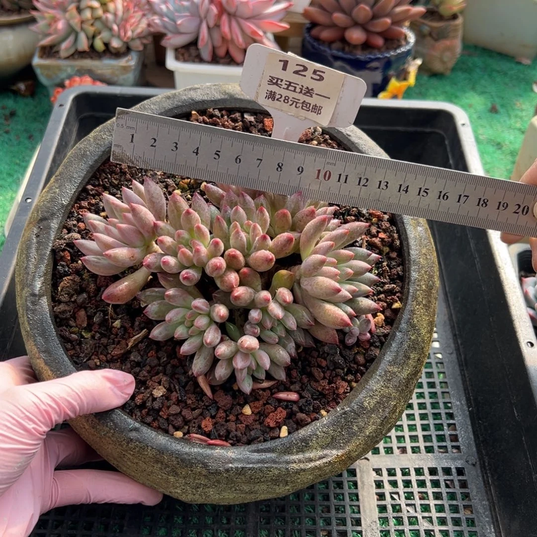 表妹精品多肉植物125.