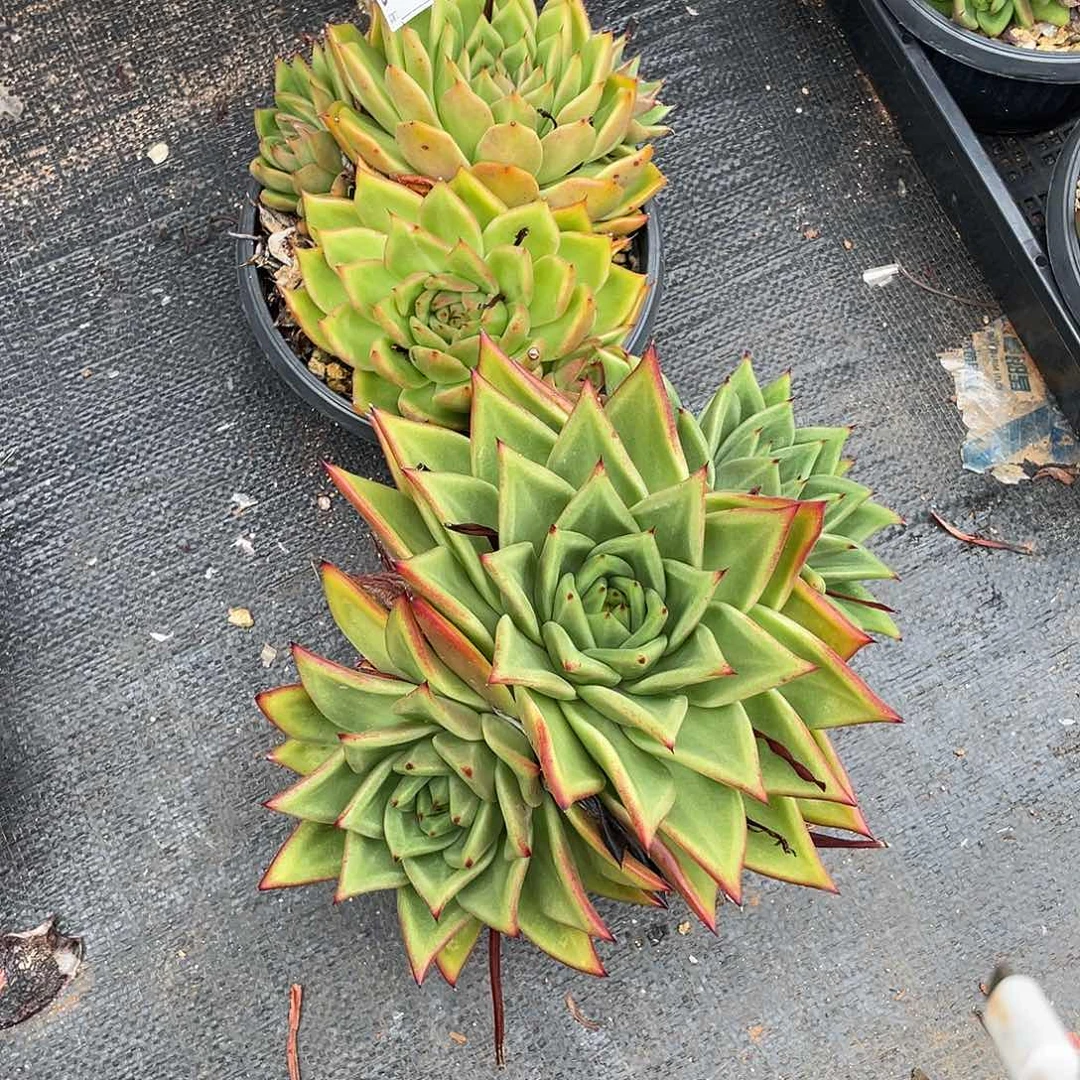 若如东云组拍D400