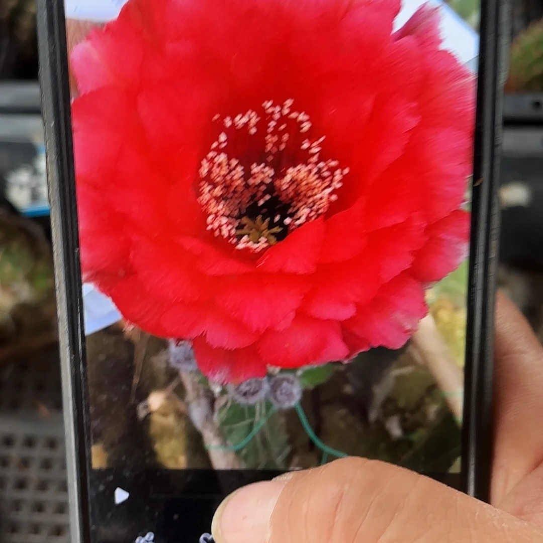 -A113无根侧牙20包邮9