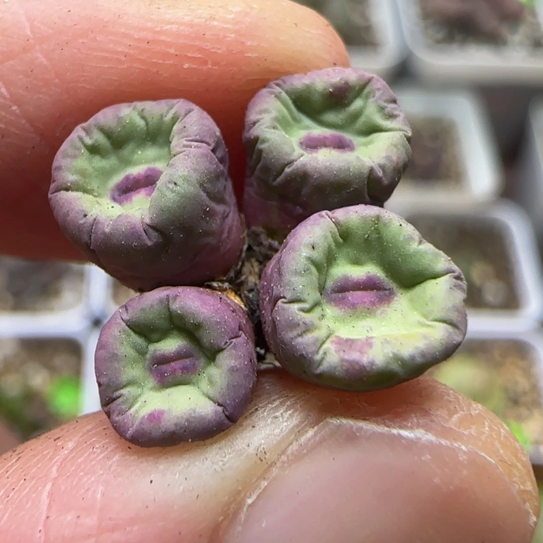 红嘴群多肉植物116