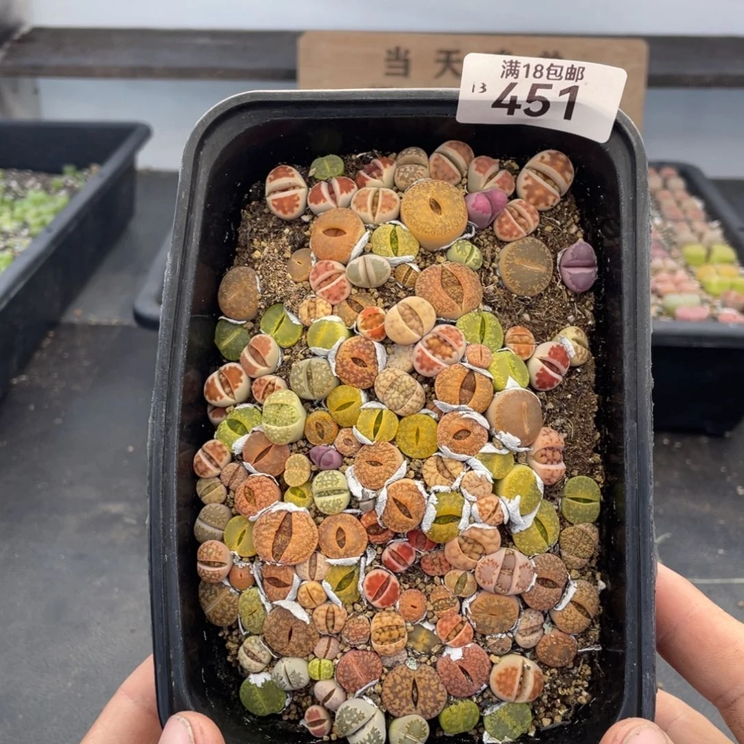 红陶00000000000000451