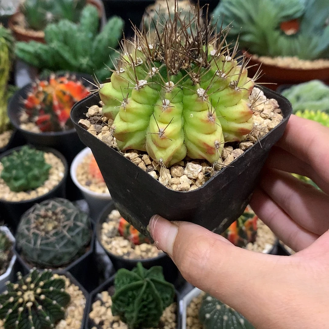 当前无花栽培后可以开花实生根龟甲牡丹