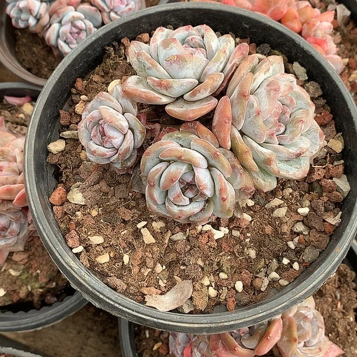 无砍哈哈哈哈哈哈2