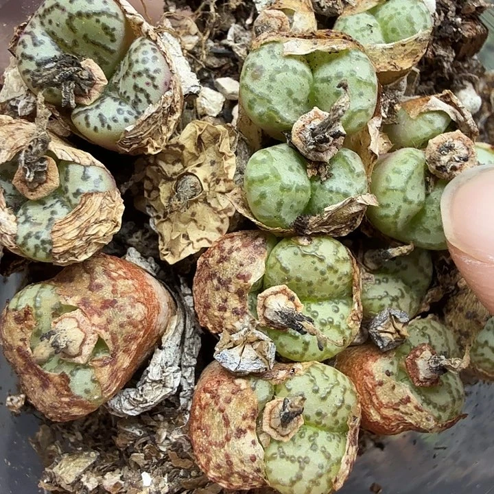 好喜欢看肖蘸唱歌哦181