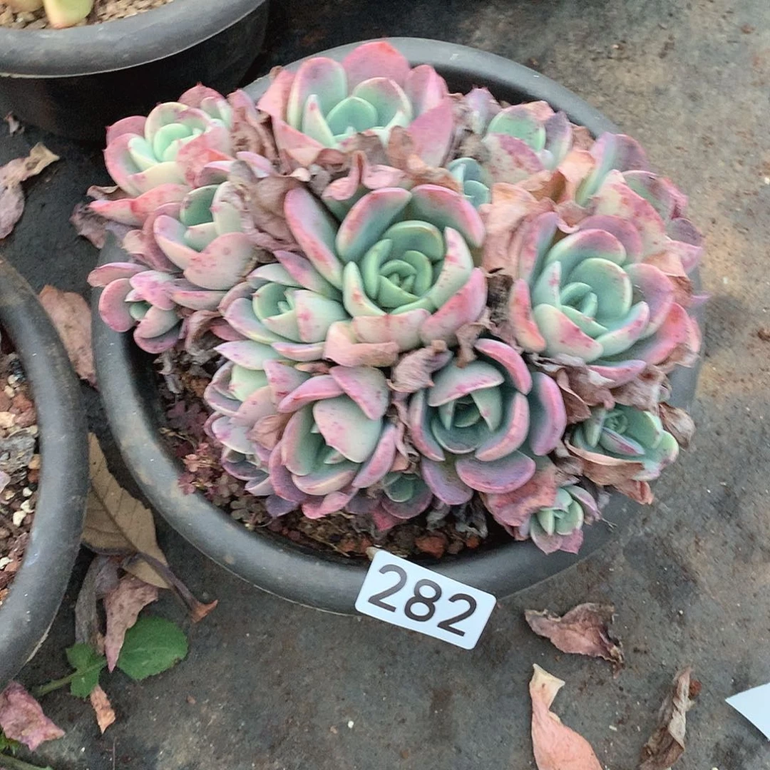 282。一物一拍多肉