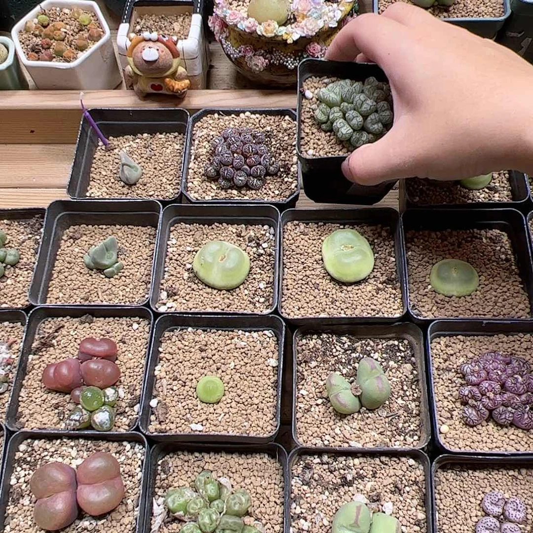 【闪购商品】*️***网友
