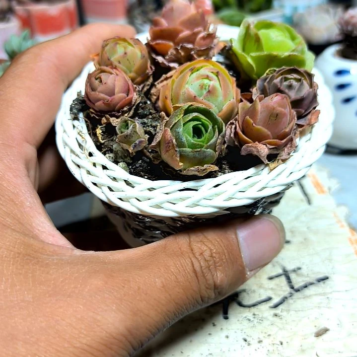 满9元包邮，，八颗稀有玫瑰➕篮子