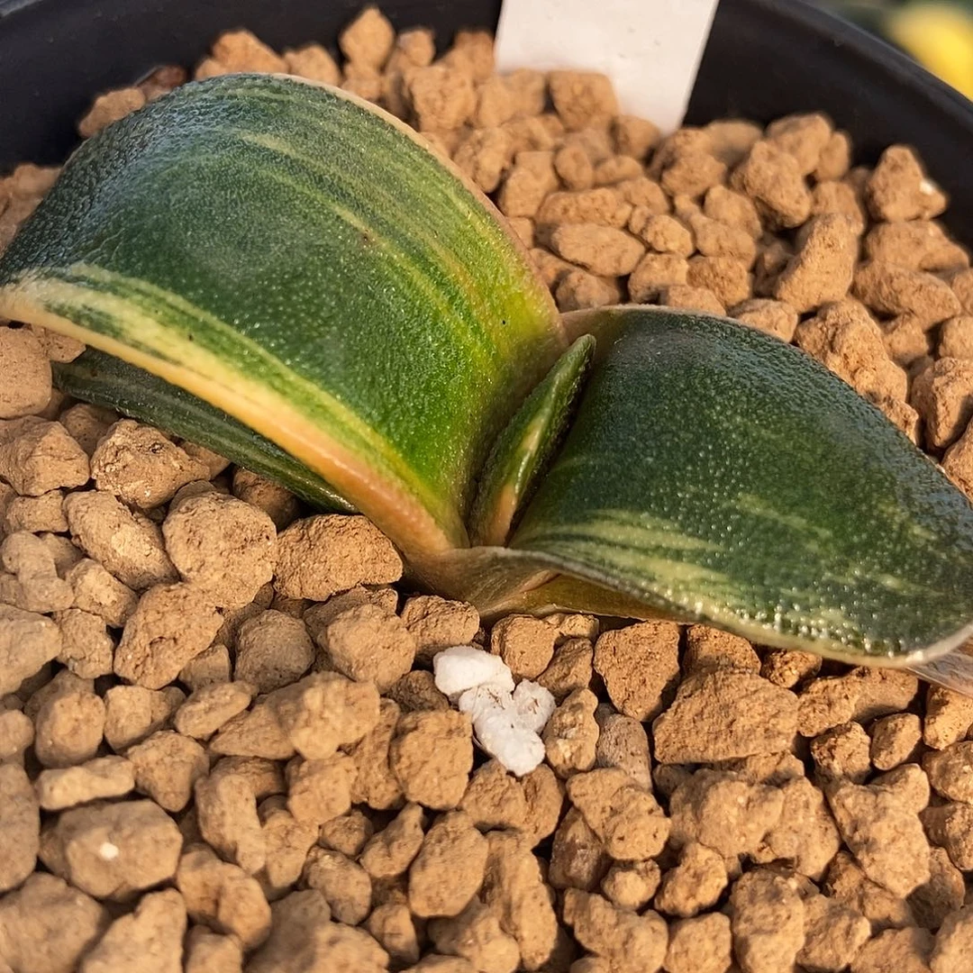 535实生达摩春莺带盆发货