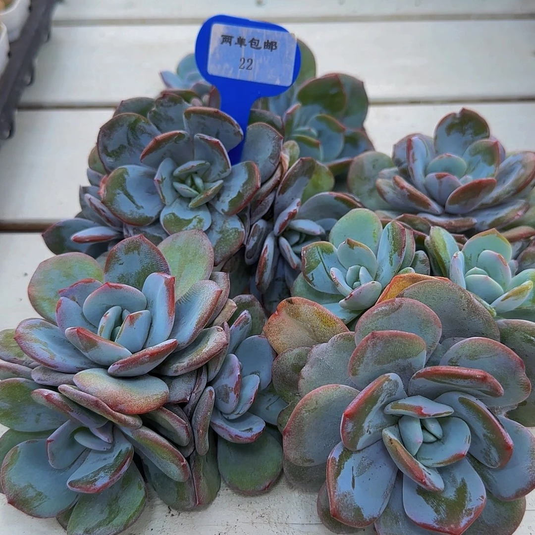 22-开播福利母本老桩奶茶群一个