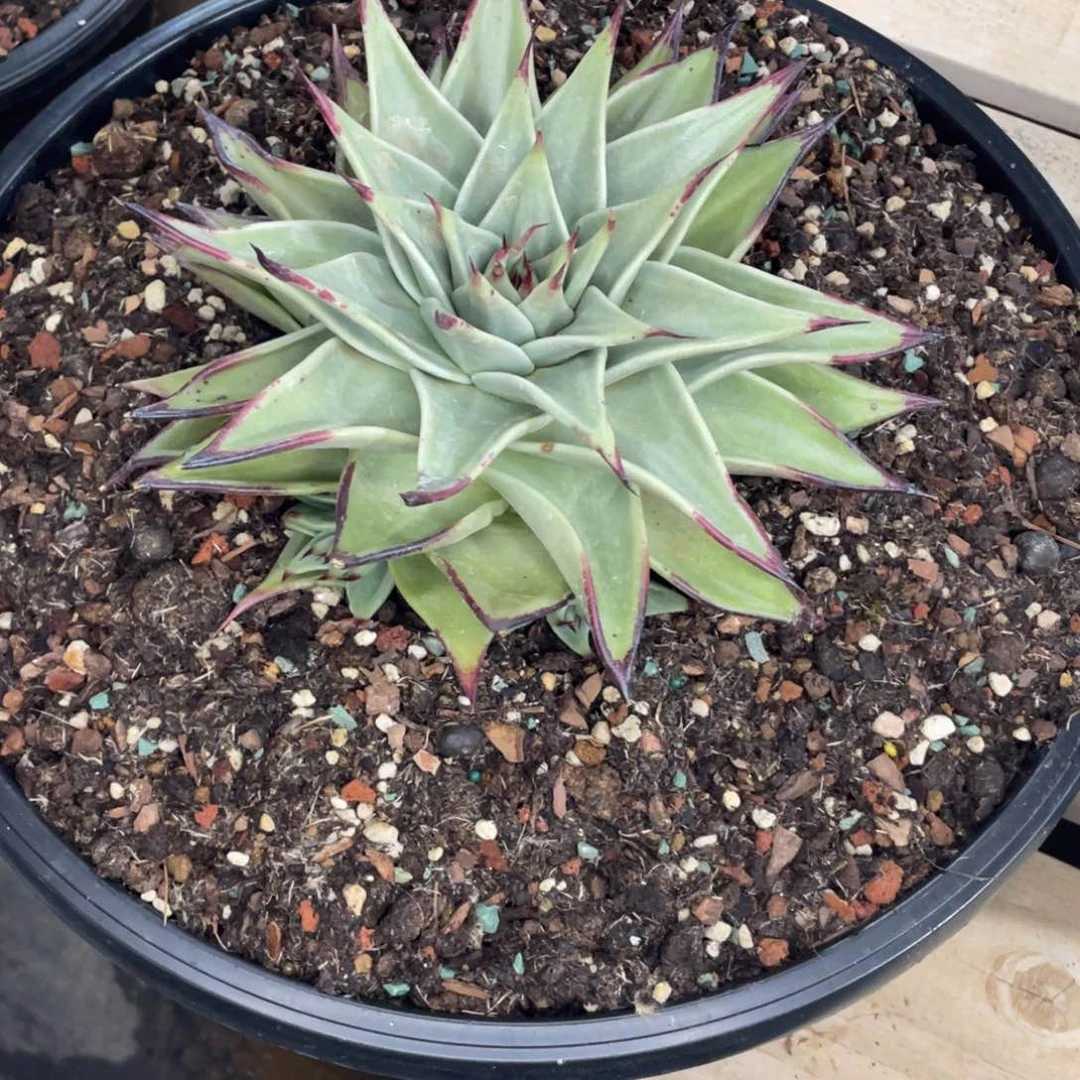 白*枝多肉植物，山人园艺