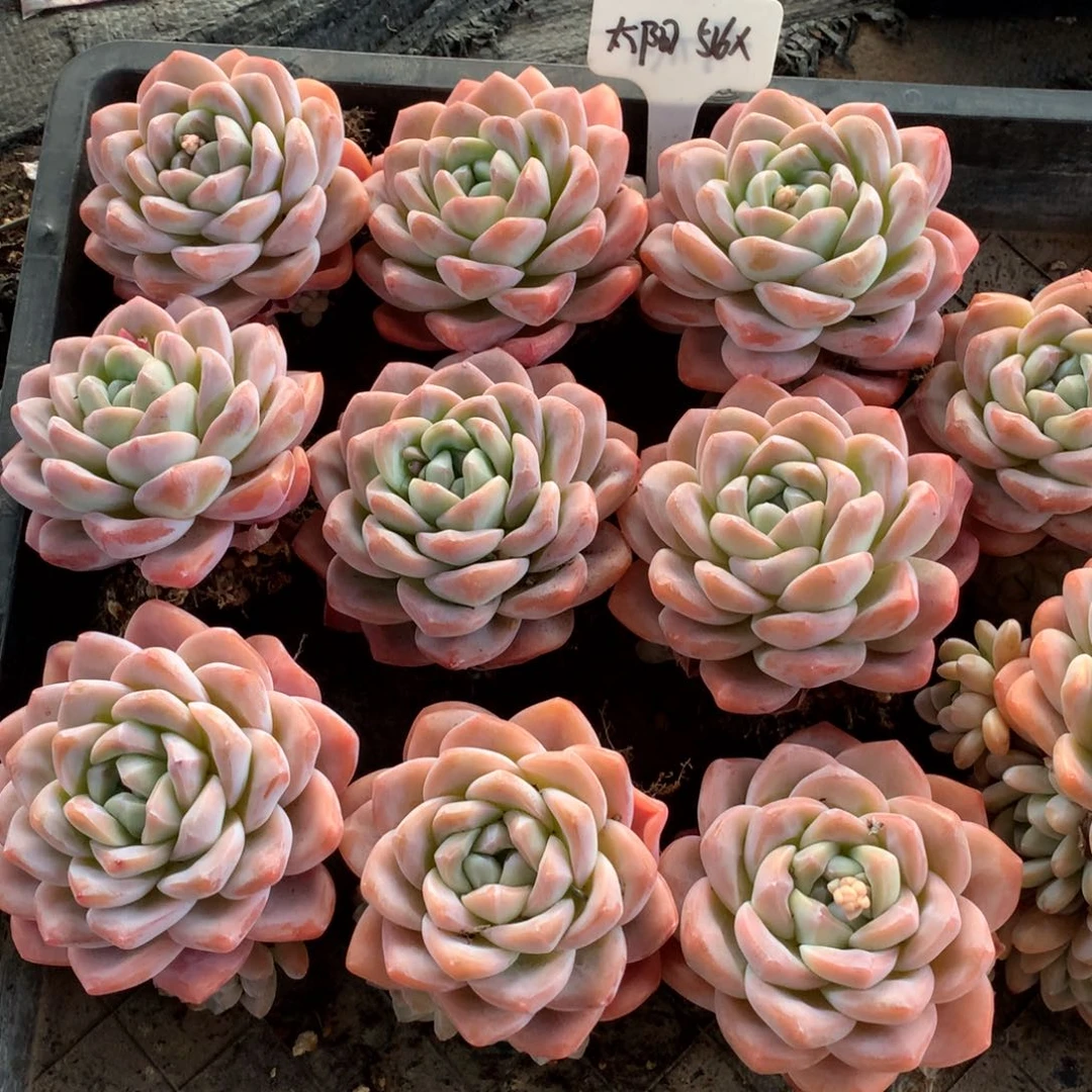 太****X在于如何看待这个社会真的需要努力学习工作经历一些