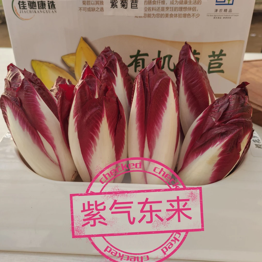 紫玉兰菜新鲜养生优质营养爽口现摘现发厂家直销有机菊苣