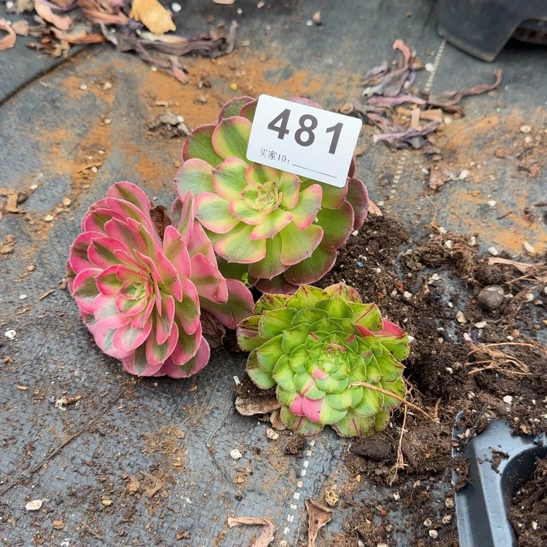 彬***哥三个小苗多肉植物481