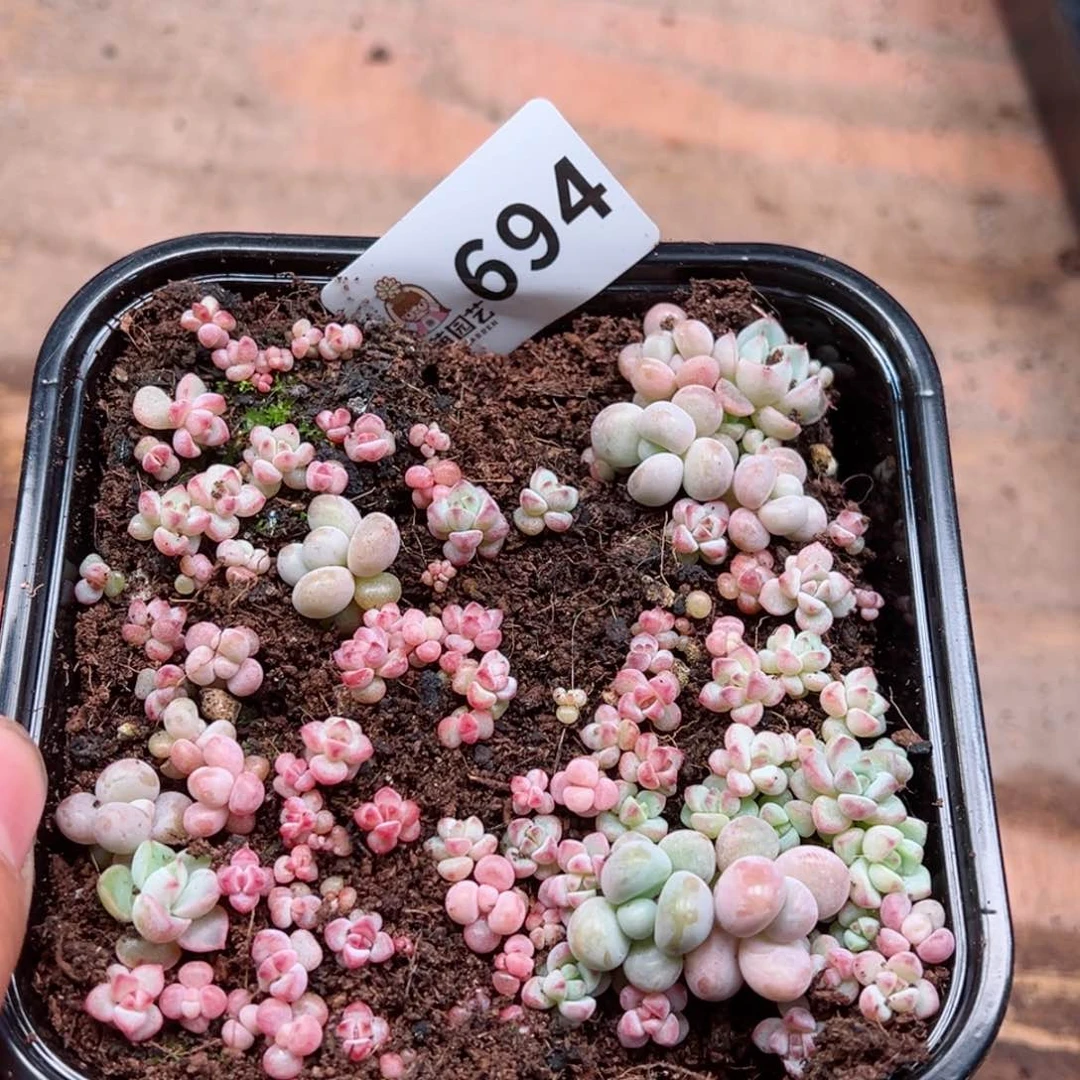 多肉植物多肉植物