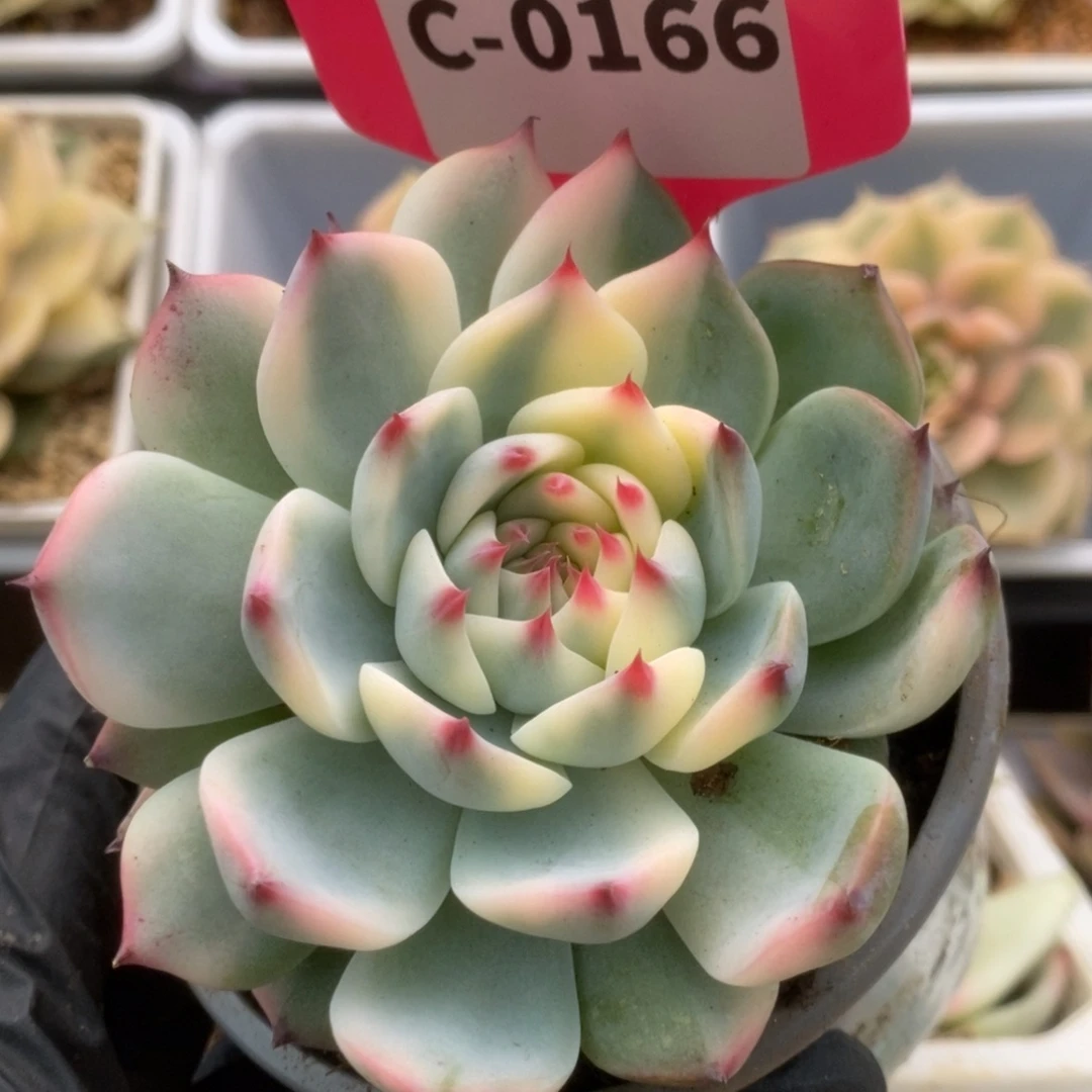 167锦锦锦锦锦锦锦锦锦