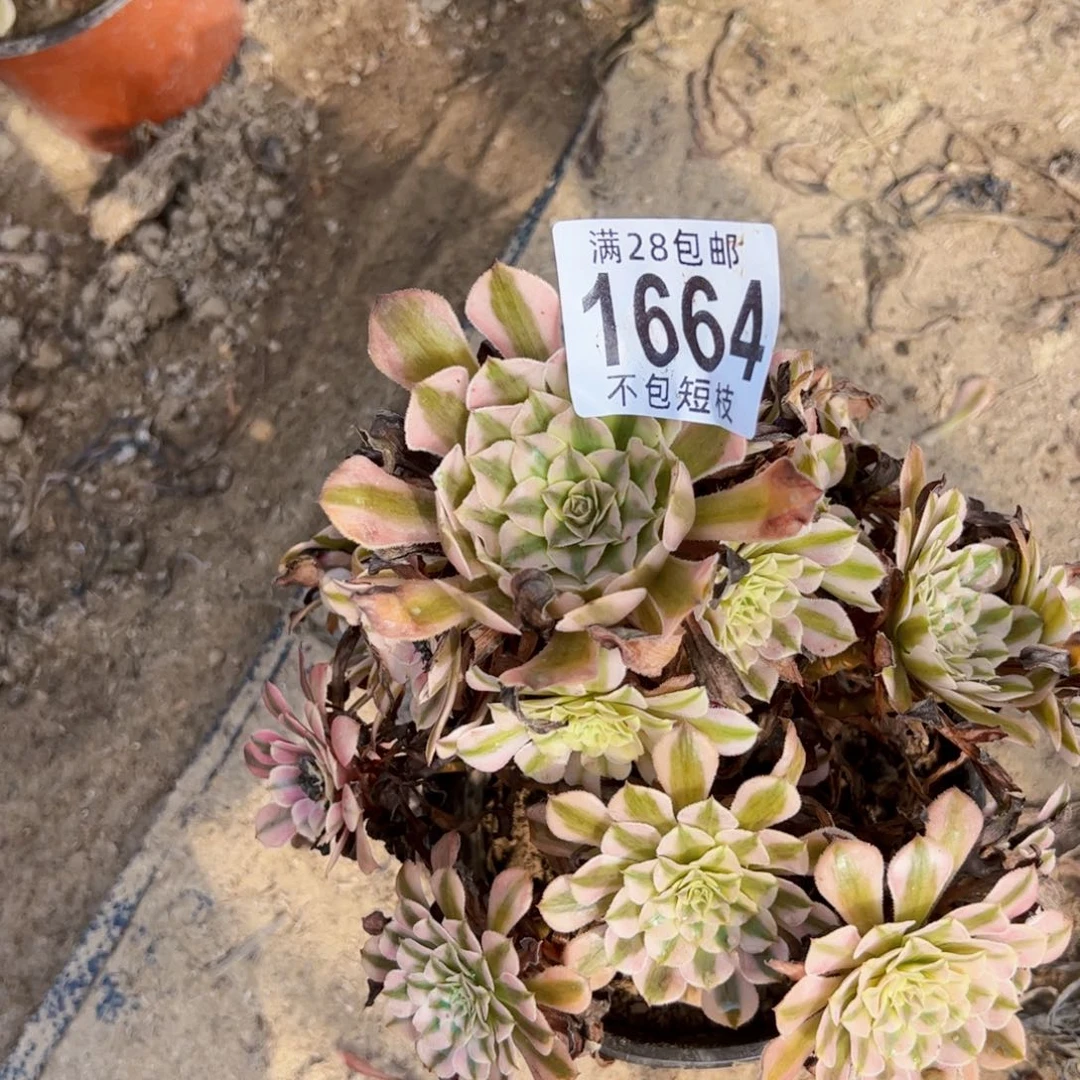 江***波1664多肉植物法师法师