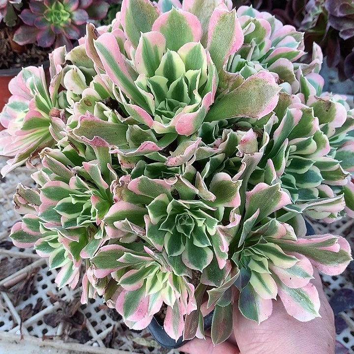 710雨花石多肉植物