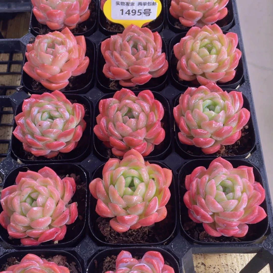 1495号 开播福利全状态月影橙珍妮单头一个