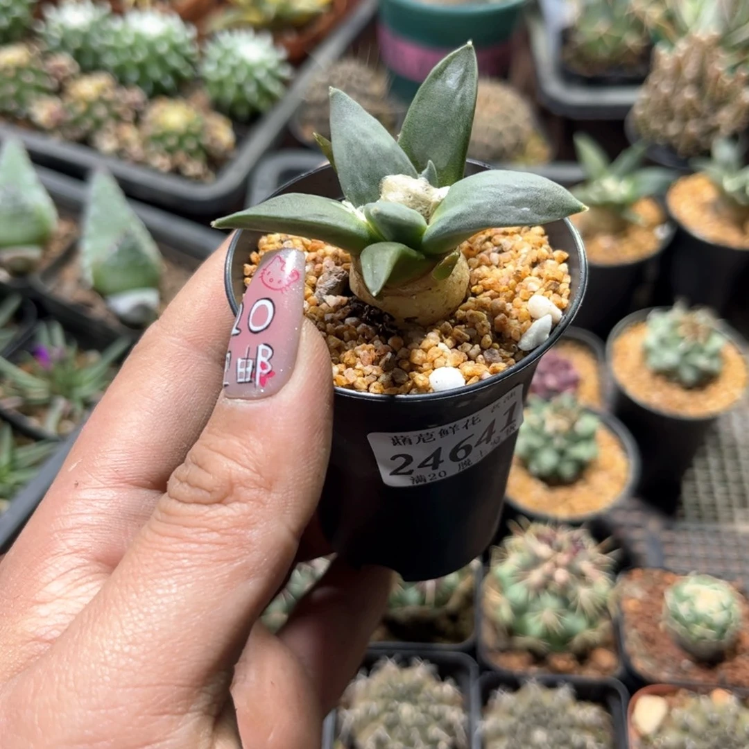 24641一物一拍单头发货