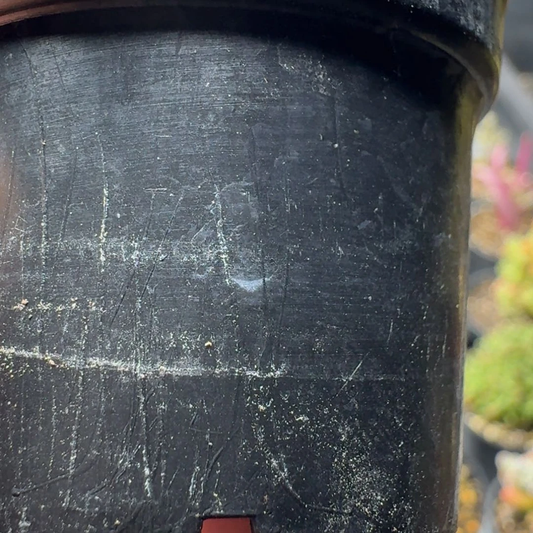 z*-多肉植物枝干番杏