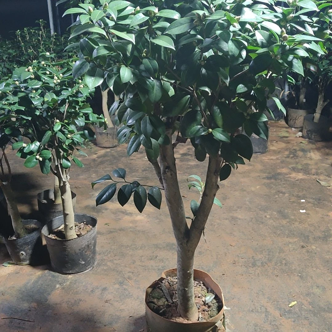 全部花苞音乐城市不包邮