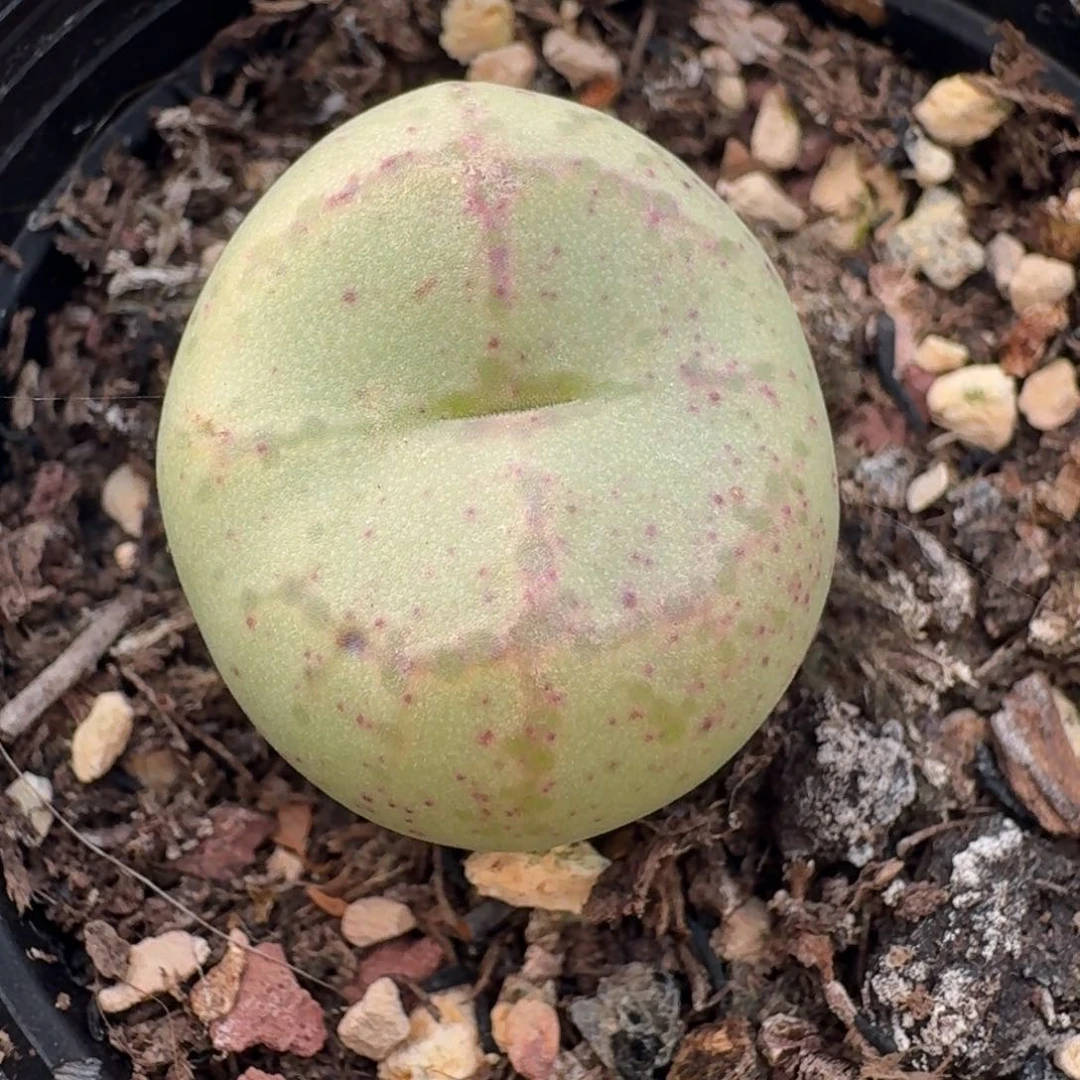 219带盆0000000000000