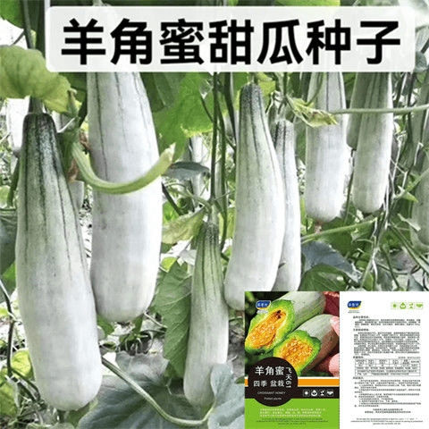拍三送一羊角蜜甜瓜种子清脆香甜甜瓜阳台庭院大棚种植蔬果种子