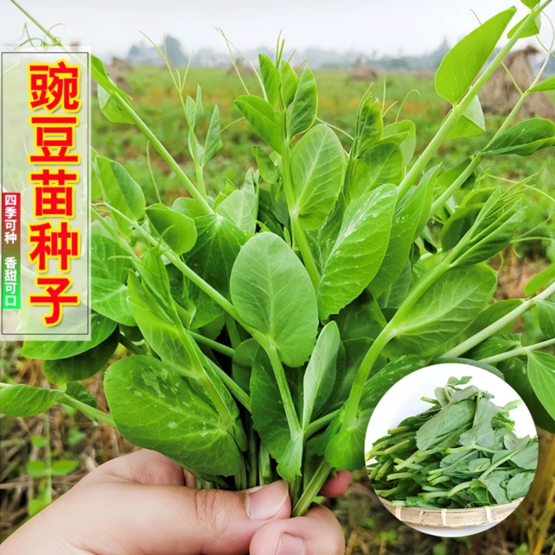 豌豆苗种子、甜脆豌豆种子四季阳台盆栽家庭种植种子