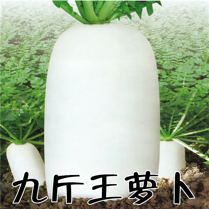 拍三送一白萝卜、短叶十三萝卜、九斤王萝卜、白圆萝卜蔬菜种子播种
