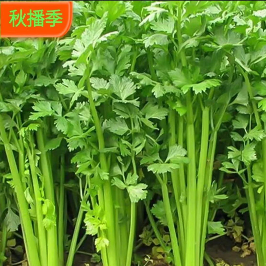 四季芹菜种子大肉西芹、根芹、四季小香芹四季盆栽芹菜种子