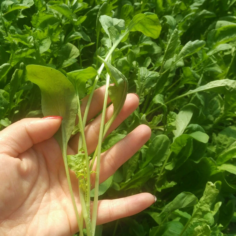 东北大叶臭菜种子春天种的菜籽四季蔬菜种籽