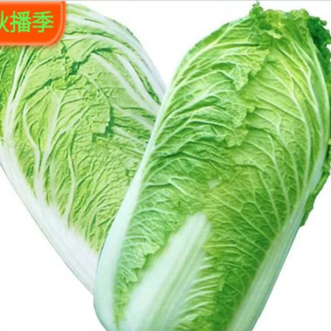 大白菜种子娃娃菜、鸡蛋黄、大白菜天津绿种子冬储过冬白菜种植