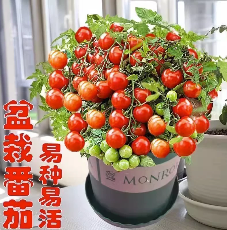 拍三送一矮生番茄西红柿种子阳台盆栽庭院种植蔬菜种子播种生长