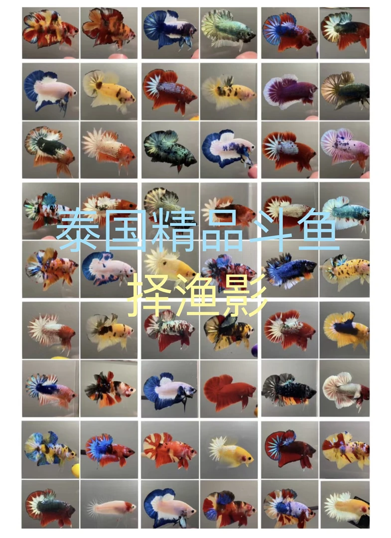 【51～100 】号泰国斗鱼观赏鱼