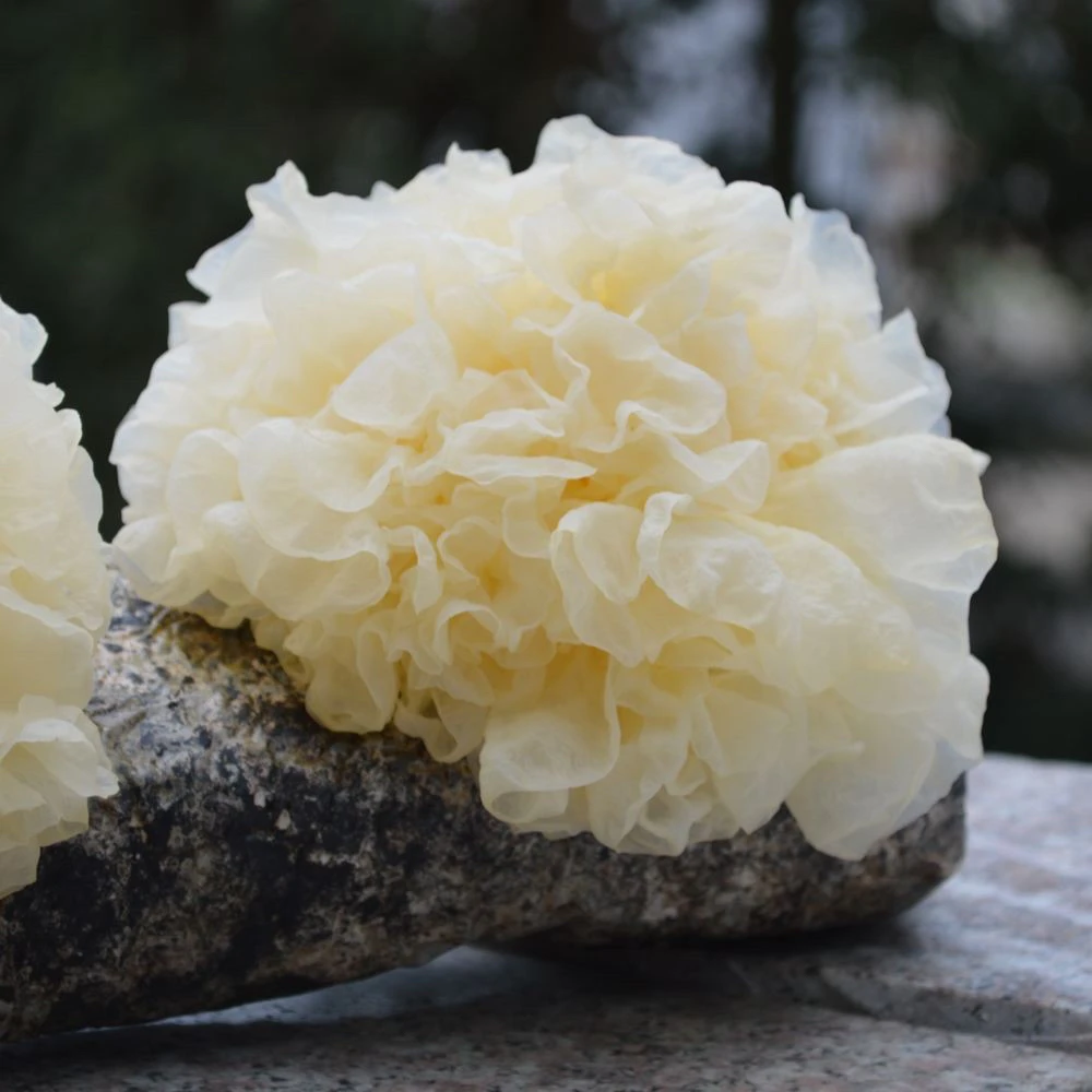 滇缅藏山货-小银耳 （大山好货）500g/1000g