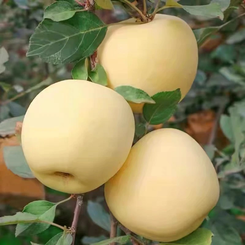 国庆福利山西运城水果奶油现摘现发皮薄甜脆水分足5/10斤包邮